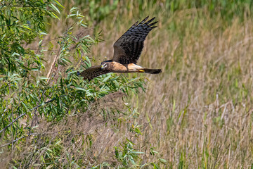 Northern Harrier flying over the marsh