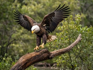 Fototapeta premium An adult bald eagle (Haliaeetus leucocephalus) taking flight from a twigs