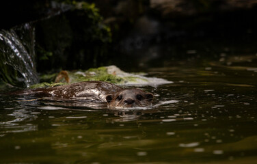 The head of a Asian short clawed otter swimming in a pond
