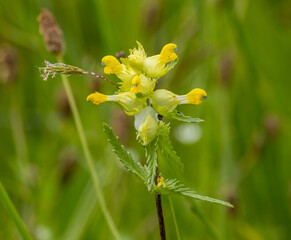 Cowslip wild flower, an early spring blossom related to the primrose