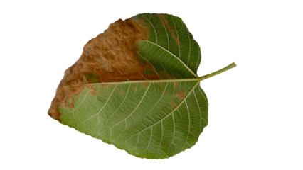 Fig leaves with Isolate Leaves on transparent background. Png file.