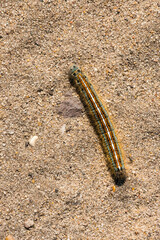 Raupe des Ringelspinner (Malacosoma neustria)	