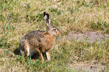 Feldhase im Sommer in Brandenburg	