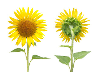 ヒマワリ（ハイブリッドサンフラワー）8月撮影