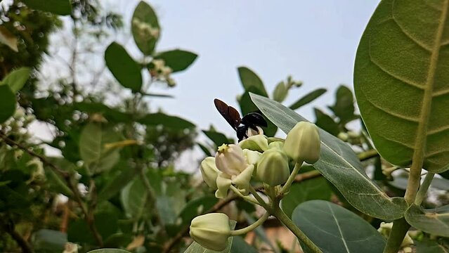 Indian Carpenter bee collects nectar on flower.