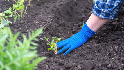 A person is planting a plant in the dirt. The gloves they are wearing are blue. The gloves are protecting their hands from the dirt.