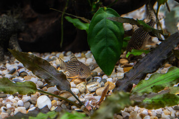 Aquarium fish catfish corydoras sterbai in a freshwater aquarium.