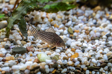 Aquarium fish catfish corydoras sterbai in a freshwater aquarium.