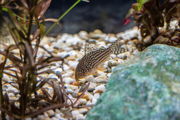 Aquarium fish catfish corydoras sterbai in a freshwater aquarium.