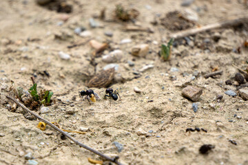 Ants carrying food to their home in a dry soil