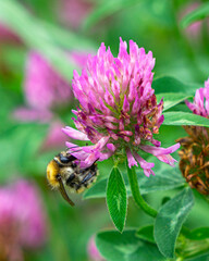 Bee doing its job on pink flower with green leaves and background