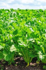 Close-up of sugar beet field with weeds. Pest control, growing vegetables. Agricultural concept.