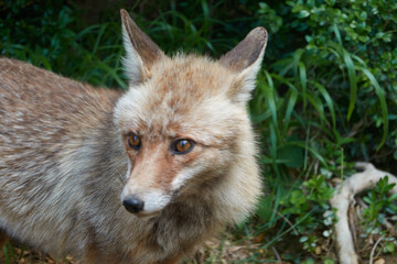 A fox on the Borosa river route, in the Sierra de Cazorla, Segura and las Villas natural park. Andalusia. Jaen. Spain