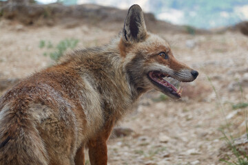 Fototapeta premium A fox on the Borosa river route, in the Sierra de Cazorla, Segura and las Villas natural park. Andalusia. Jaen. Spain