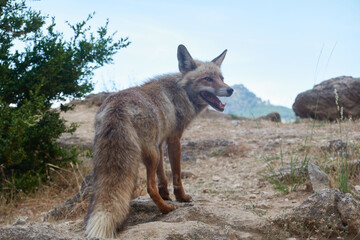 Fototapeta premium A fox on the Borosa river route, in the Sierra de Cazorla, Segura and las Villas natural park. Andalusia. Jaen. Spain