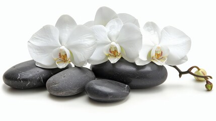 Spa still life with massage stones,white orchid on water reflection. Spa and white orchid