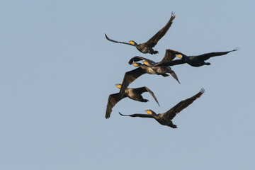 Kormorane im Flug in der Abendsonne