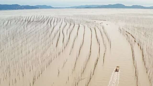 Aerial shot of fishermen in their boats heading out to sea in the early morning on the coast of Xiapu County in China. The bamboo poles are for drying seaweed.