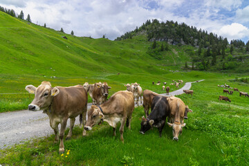 panorama with alpine farm in the mountains from Austria, farmhouse and cows on flowered meadow, with snow-covered mountain in background, alp in springtime, valley with winding road, snowy steep slope