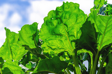 Green beet leaves illuminated by the sun. Agricultural background of sugar beets. Photo from below.