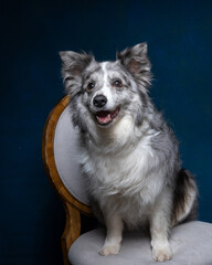 Studio portrait of a blue merle border collie
