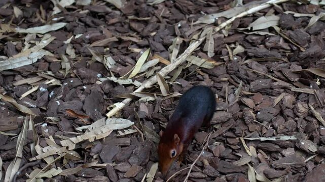 Black and rufous Sengi digs into the ground with its long nose. Cute animals. Rodents. High quality 4k footage