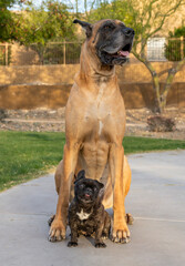 Small French Bulldog sitting with a large Great Dane