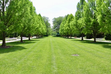 The green grass lawn in the garden at the park.