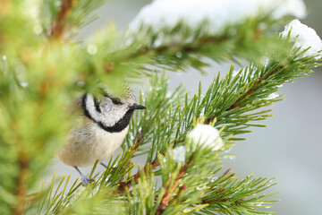 Crested Tit (Lophophanes cristatus) perched on a snow covered branch in the highlands of Scotland