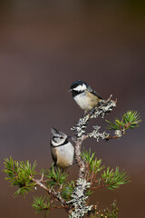 Crested Tit (Lophophanes cristatus)  and Coal Tit (Periparus ater) perched on a branch in the highlands of Scotland