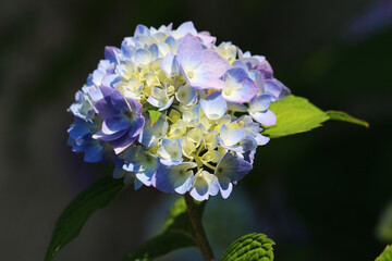 Close up shot of a blue-purple hydrangea