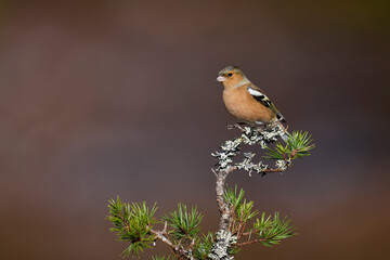 Chaffinch (Fringilla coelebs) perched on a branch in the highlands of Scotland