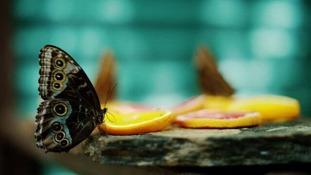 The Menelaus blue morpho butterfly eating nectar from oranges