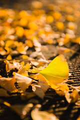 Close up of the ginkgo maple tree leave during autumn