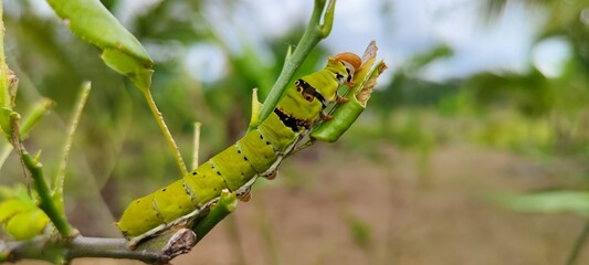 caterpillar on leaf