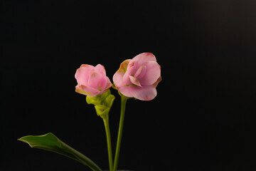 Obraz premium Blooming Siam Tulip flower isolated on black background.