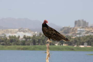 Buitre americano cabecirrojo
Ave
