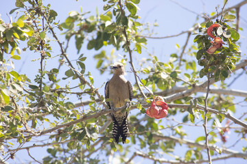 Carpintero del desierto. Melanerpes uropygialis