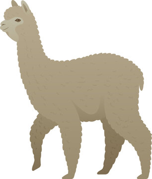 tan alpaca walking isolated clip art preview