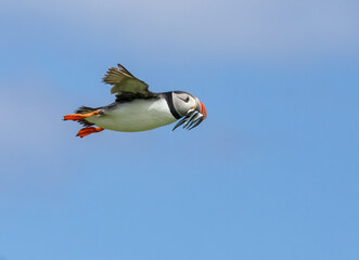 Busy atlantic puffin in flight gathering sand eels to take back to young in the burrow 