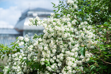White flowers Philadelphus coronarius in botanical garden in summer, glasshouse on background, soft...