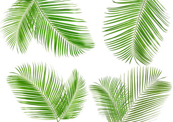 Obraz premium Green coconut palm leaves isolated on white, set
