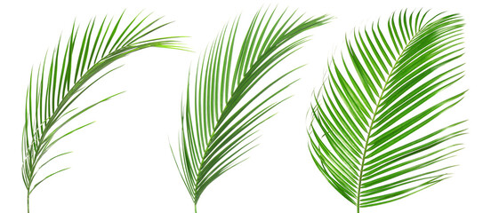 Green coconut palm leaves isolated on white, set
