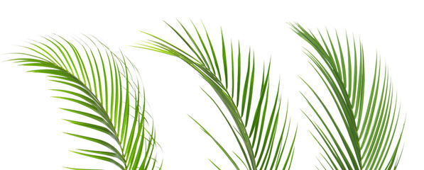 Green coconut palm leaves isolated on white, set