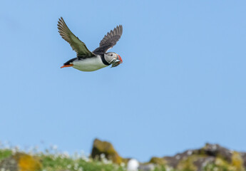 Busy atlantic puffin in flight gathering sand eels to take back to young in the burrow 