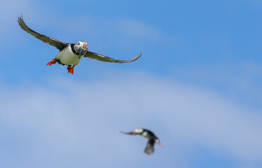 Busy atlantic puffin in flight gathering sand eels to take back to young in the burrow 