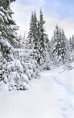 Naklejka premium Winter landscape of mountains with path with footprints in snow following in fir forest and glade