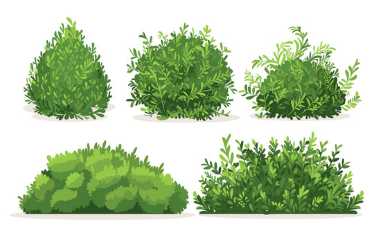 Set of vector bush illustrations on a white background. Green flat bushes on white background. Green grass vector set. Shrub bush shrubbery tree simple abstract. Eco element, foliage, stylized ecology