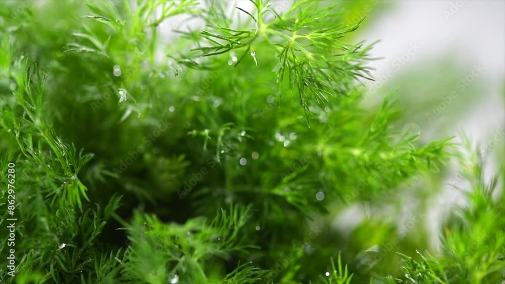Wall mural Dill aromatic fresh herbs. Bunch of fresh green dill close-up, on light gray background, rotating condiments. Vegetarian food, organic. Anethum graveolens macro shot. Slow motion.  - Wall murals