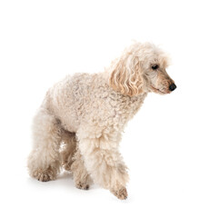 poodle in studio